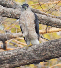 Rufous Hawk Year 2011